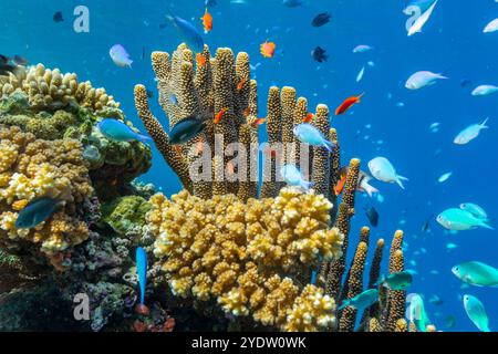 Une myriade de coraux durs et mous, ainsi que des poissons de récif tropical sur le récif sain près de Volivoli Resort sur Viti Levu, Fidji, Pacifique Sud, Pacifique Banque D'Images