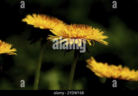 Mise au point sélective sur une fleur de pissenlit dans un pré avec plusieurs fleurs Banque D'Images