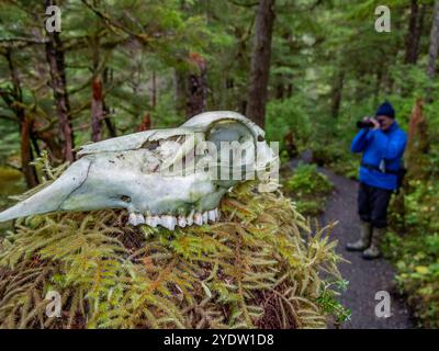 Invité du navire Lindblad Expeditions National Geographic Sea Bird sur un chemin à côté d'un crâne dans le sud-est de l'Alaska, États-Unis d'Amérique Banque D'Images