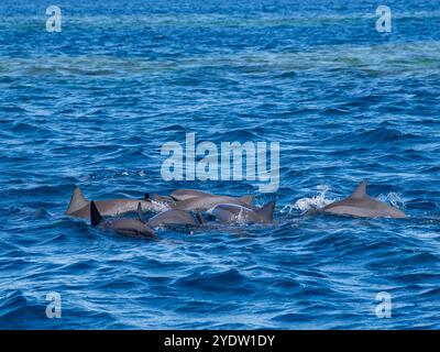 Nacelle de dauphins (Stenella longirostris), nageant près des terrains du Volivoli Resort à Viti Levu, Fidji, Pacifique Sud, Pacifique Banque D'Images