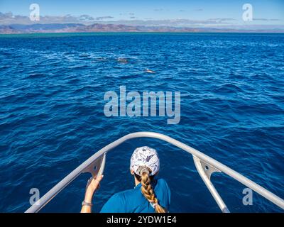 Touriste avec spinner dauphin pod (Stenella longirostris), nageant près du Volivoli Resort Grounds sur Viti Levu, Fidji, Pacifique Sud, Pacifique Banque D'Images