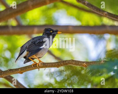 Jungle Myna (Acridotheres fuscus), à la recherche d'insectes sur le terrain du Volivoli Resort à Viti Levu, Fidji, Pacifique Sud, Pacifique Banque D'Images