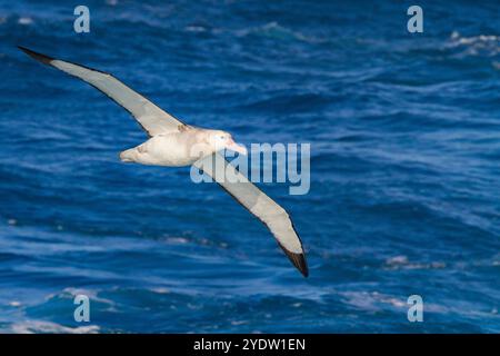 Albatros errants adultes (Diomedea exulans) en vol près du groupe Tristan da Cunha, océan Atlantique Sud Banque D'Images