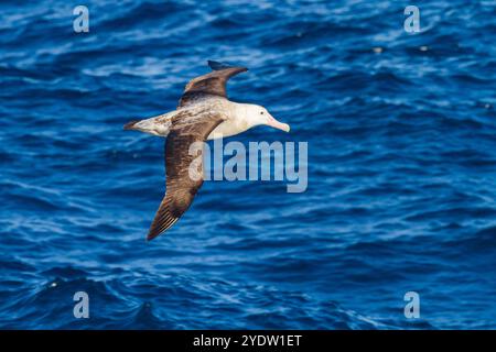 Albatros errants adultes (Diomedea exulans) en vol près du groupe Tristan da Cunha, océan Atlantique Sud Banque D'Images