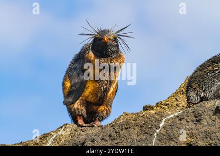 Manchot-laryngé du nord (Eudyptes moseleyi) recouvert d'huile déversée par l'épave du MS Oliva, île de Nightingale, groupe Tristan da Cunha Banque D'Images