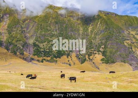 Vue de la parcelle de pommes de terre sur Tristan da Cunha, l'endroit habité le plus reculé sur Terre, Tristan da Cunha, océan Atlantique Sud Banque D'Images