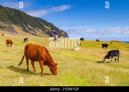 Vue de la parcelle de pommes de terre sur Tristan da Cunha, l'endroit habité le plus reculé sur Terre, Tristan da Cunha, océan Atlantique Sud Banque D'Images