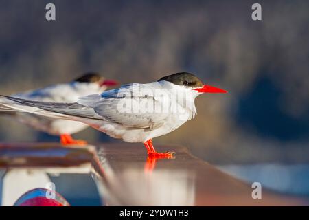 Sterne antarctique adulte (Sterna vittata) reposant sur le National Geographic Explorer près de Tristan da Cunha, océan Atlantique Sud Banque D'Images