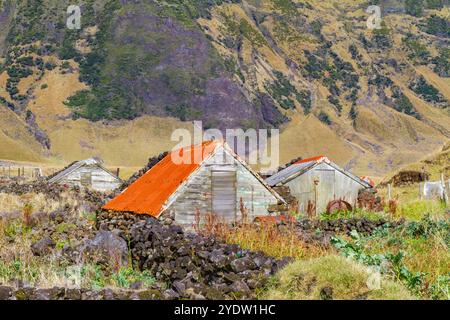 Vue de la parcelle de pommes de terre sur Tristan da Cunha, l'endroit habité le plus reculé sur Terre, Tristan da Cunha, océan Atlantique Sud Banque D'Images