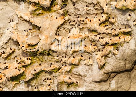 Site de reproduction du noddy noir adulte (Anous minutus) sur Boatswain Bird Island, juste au large de l'île de l'Ascension, dans l'océan Atlantique Sud Banque D'Images