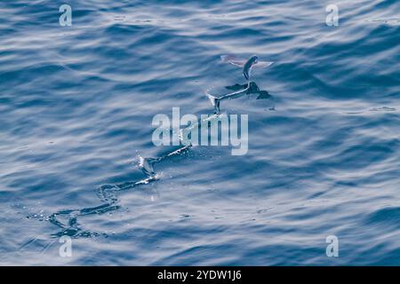 Les poissons volants de la famille des Exocoetidae prennent leur envol alors que le navire les chasse juste au large de l'île de l'Ascension, dans le sud tropical de l'océan Atlantique Banque D'Images