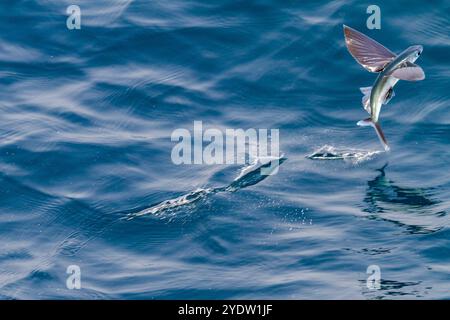 Les poissons volants de la famille des Exocoetidae prennent leur envol alors que le navire les chasse juste au large de l'île de l'Ascension, dans le sud tropical de l'océan Atlantique Banque D'Images