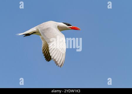 Terne Caspienne (Hydroprogne caspia) à la colonie de reproduction sur l'Ile des oiseaux dans le Parc National du Delta du Saloum, UNESCO, Sénégal, Afrique de l'Ouest, Afrique Banque D'Images