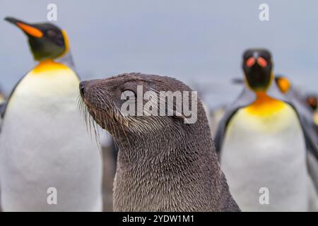 Chiot d'otaries à fourrure de l'Antarctique (Arctocephalus gazella) dans la plaine de Salisbury en Géorgie du Sud, Océan Austral, régions polaires Banque D'Images