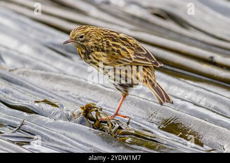 Pipit adulte de Géorgie du Sud (Anthus antarcticus) se nourrissant à marée basse sur l'île prion, baie des Isles, Géorgie du Sud, régions polaires Banque D'Images