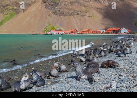 Chiots d'otaries à fourrure de l'Antarctique (Arctocephalus gazella) près de la station baleinière abandonnée de Stromness Bay, en Géorgie du Sud, régions polaires Banque D'Images