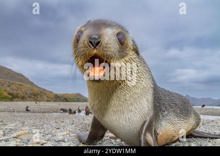 Chiot otarien à fourrure de l'Antarctique (Arctocephalus gazella) près de la station baleinière abandonnée de Stromness Bay, en Géorgie du Sud, régions polaires Banque D'Images