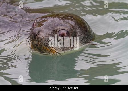 Chiot d'otaries à fourrure de l'Antarctique (Arctocephalus gazella) jouant dans la baie de Fortuna en Géorgie du Sud, Océan Austral, régions polaires Banque D'Images