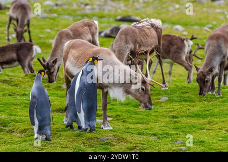 Manchot royal (Aptenodytes patagonicus) avec rennes introduits à la colonie de reproduction et de nidification à la baie Andrews en Géorgie du Sud, Océan Austral Banque D'Images