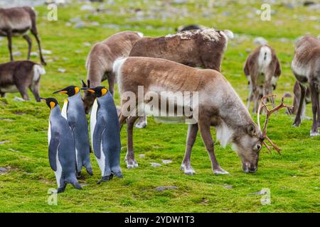 Manchot royal (Aptenodytes patagonicus) avec rennes introduits à la colonie de reproduction et de nidification à la baie Andrews en Géorgie du Sud, Océan Austral Banque D'Images
