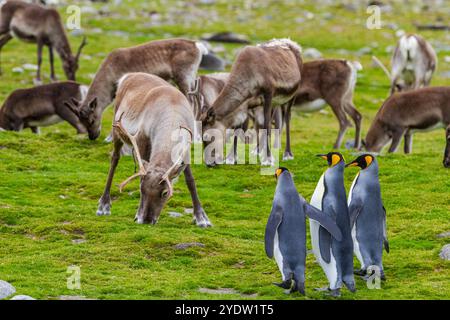 Manchot royal (Aptenodytes patagonicus) avec rennes introduits à la colonie de reproduction et de nidification à la baie Andrews en Géorgie du Sud, Océan Austral Banque D'Images