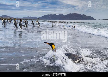 Manchots royaux (Aptenodytes patagonicus) sur la plage à la colonie de reproduction et de nidification de la plaine de Salisbury dans la baie des Isles, Géorgie du Sud Banque D'Images