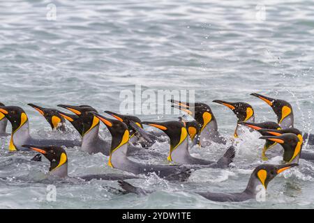 Manchots royaux (Aptenodytes patagonicus) nageant près de la plage dans la colonie de reproduction et de nidification de la plaine de Salisbury dans la baie des Isles, Géorgie du Sud Banque D'Images