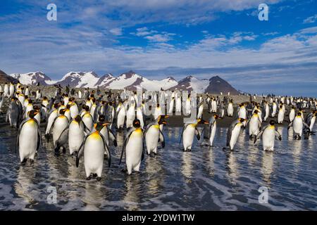 Manchots royaux (Aptenodytes patagonicus) sur la plage à la colonie de reproduction et de nidification de la plaine de Salisbury dans la baie des Isles, Géorgie du Sud Banque D'Images