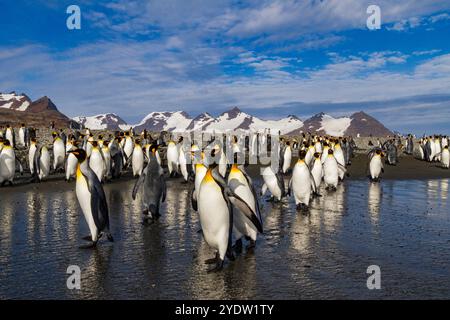 Manchots royaux (Aptenodytes patagonicus) sur la plage à la colonie de reproduction et de nidification de la plaine de Salisbury dans la baie des Isles, Géorgie du Sud Banque D'Images