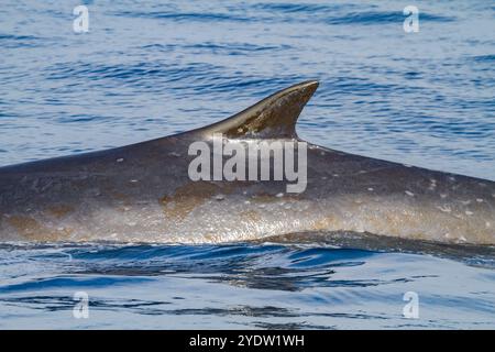 Rorqual commun adulte (Balaenoptera physalus) faisant surface dans les eaux riches au large du plateau continental près de la Géorgie du Sud, régions polaires Banque D'Images