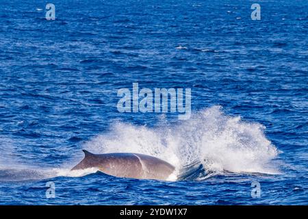 Rorqual commun adulte (Balaenoptera physalus) faisant surface dans les eaux riches au large du plateau continental près de la Géorgie du Sud dans l'océan Austral, régions polaires Banque D'Images