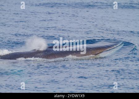 Rorqual commun adulte (Balaenoptera physalus) faisant surface dans les eaux riches au large du plateau continental près de la Géorgie du Sud, régions polaires Banque D'Images