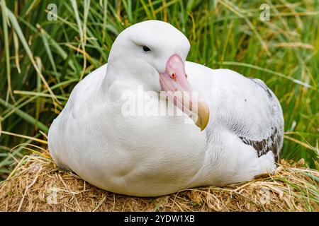 Albatros errants adultes (Diomedea exulans) au site de nidification sur l'île prion dans la baie des Isles, Géorgie du Sud, régions polaires Banque D'Images