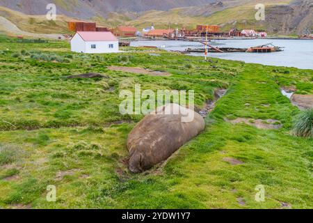 Taureau adulte éléphant de mer du sud (Mirounga leonina) traîné à la mue à Grytviken en Géorgie du Sud, régions polaires Banque D'Images