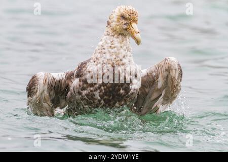 Pétrel géant du Sud (Macronectes giganteus) se nettoyant sur l'eau, Géorgie du Sud, Océan Austral, régions polaires Banque D'Images