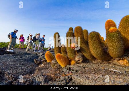 Touristes à côté du cactus de lave endémique (Brachycereus spp) poussant dans l'archipel des îles Galapagos, site du patrimoine mondial de l'UNESCO, Équateur Banque D'Images