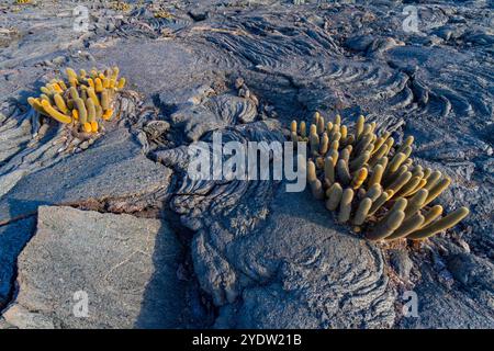 Le cactus de lave endémique (Brachycereus spp) poussant dans l'archipel des îles Galapagos, site du patrimoine mondial de l'UNESCO, Équateur, Amérique du Sud Banque D'Images