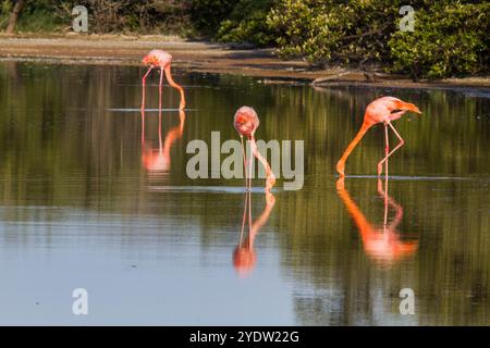 Grands flamants roses (Phoenicopterus ruber) recherche de petites crevettes roses dans le lagon d'eau salée des îles Galapagos, UNESCO, Équateur Banque D'Images