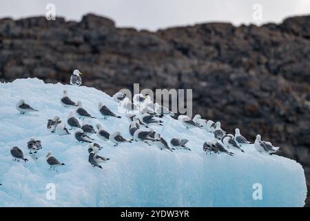 Oiseaux arctiques sur un iceberg sur l'île Belcher, l'île Devon, Nunavut, Arctique canadien, Canada, Amérique du Nord Banque D'Images