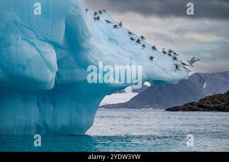 Oiseaux arctiques sur un iceberg sur l'île Belcher, l'île Devon, Nunavut, Arctique canadien, Canada, Amérique du Nord Banque D'Images