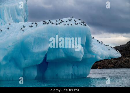 Oiseaux arctiques sur un iceberg sur l'île Belcher, l'île Devon, Nunavut, Arctique canadien, Canada, Amérique du Nord Banque D'Images