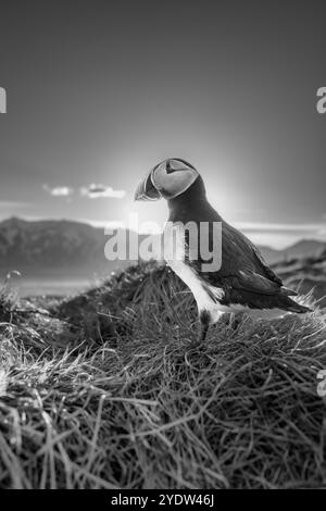 Image en noir et blanc d'un macareux de l'Atlantique (Fratercula arctica), au coucher du soleil à Borgarfjaroarhofn, Islande, régions polaires Banque D'Images