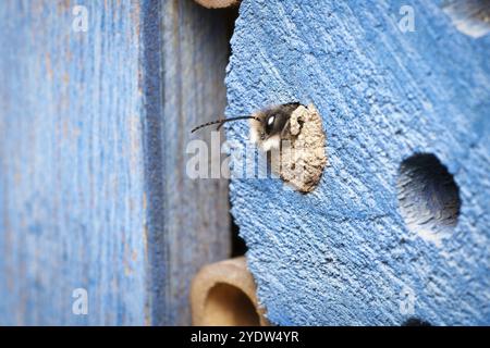 Une abeille maçon à cornes éclose de sa cavité de couvain scellée à l'argile dans un hôtel d'insectes au début du mois de mars Banque D'Images