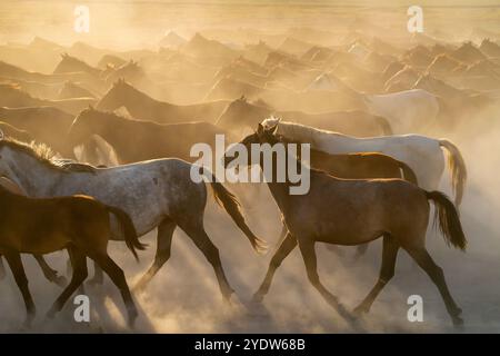 Troupeau de chevaux Yilki sauvages et semi-sauvages courant dans la poussière au coucher du soleil, Hacilar, Kayseri, Cappadoce, Turquie Banque D'Images
