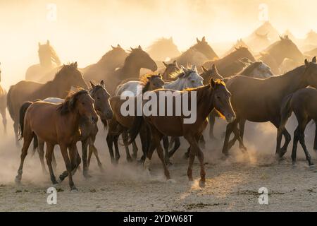 Troupeau de chevaux Yilki sauvages et semi-sauvages courant dans la poussière au coucher du soleil, Hacilar, Kayseri, Cappadoce, Turquie Banque D'Images