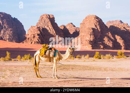 Chameau à Wadi Rum, site du patrimoine mondial de l'UNESCO, Jordanie, moyen-Orient Banque D'Images