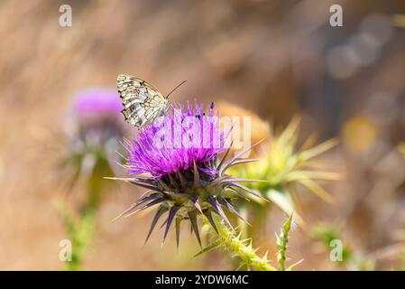 Un papillon blanc marbré des Balkans (Melanargia larissa) sur fleur, île de Serifos, Cyclades, îles grecques, Grèce, Europe Banque D'Images