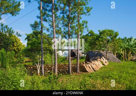 Séchage des feuilles de palmier pour un usage multiple dans le parc national de la Valle de Vinales, UNESCO, Province de Pinar del Rio, Cuba, Antilles, Caraïbes, Amérique centrale Banque D'Images