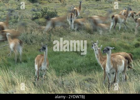 Guanacos en Patagonie, Chili Banque D'Images