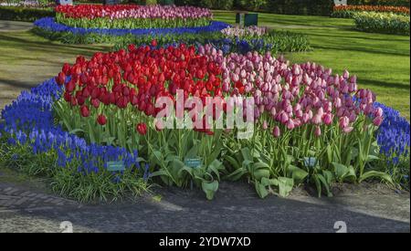 Parterre de fleurs avec tulipes dans le jardin de Keukenhof Banque D'Images